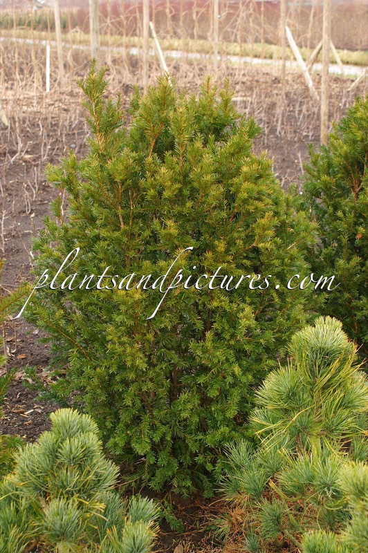 Taxus cuspidata