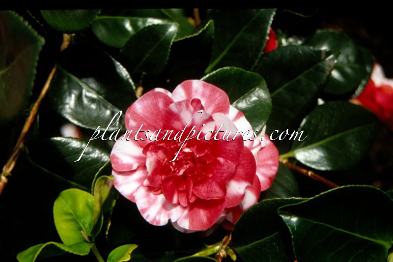 Camellia japonica ‘Collettii’