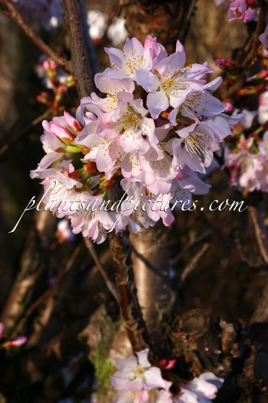 Prunus nipponica