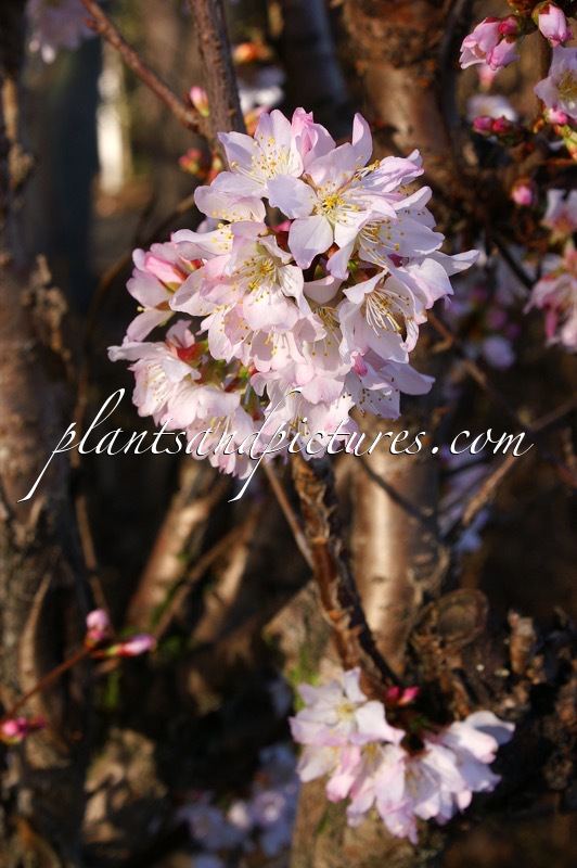 Prunus nipponica