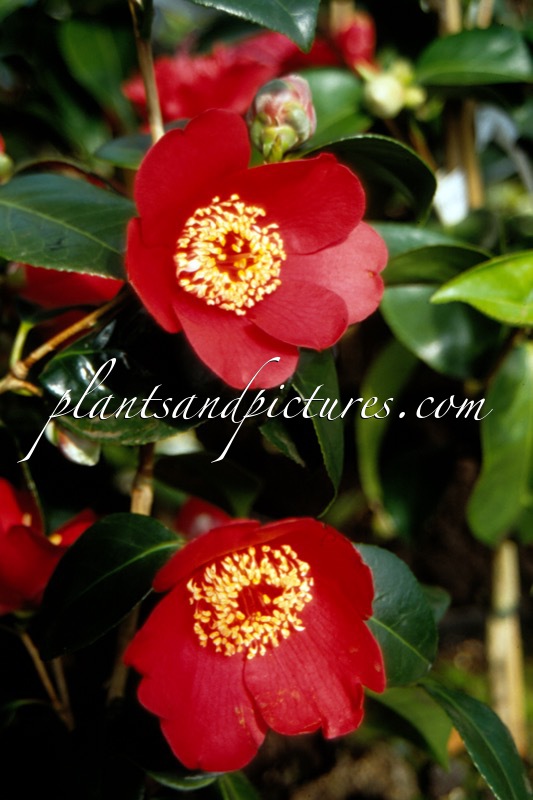 Camellia japonica ‘Kimberley’