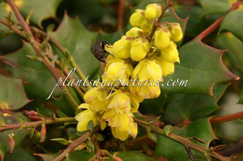 Mahonia japonica ‘Hivernant’