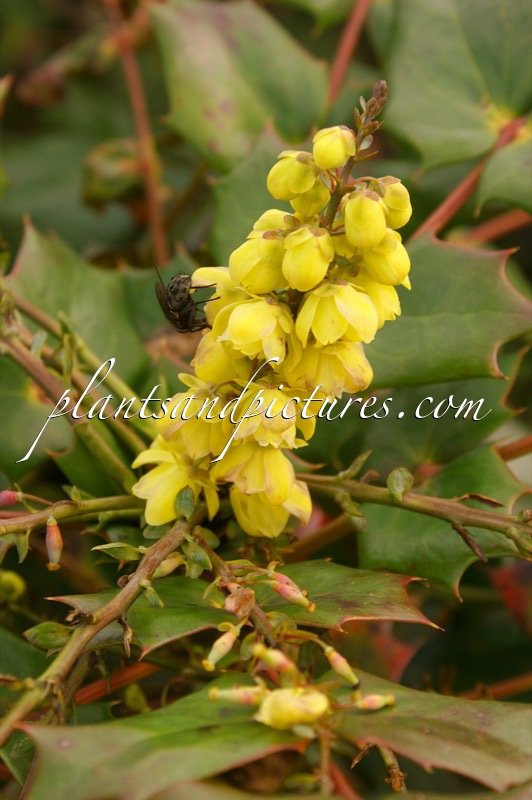 Mahonia japonica ‘Hivernant’