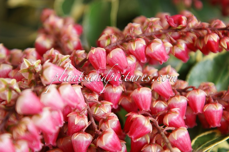 Pieris japonica ‘Ralto’