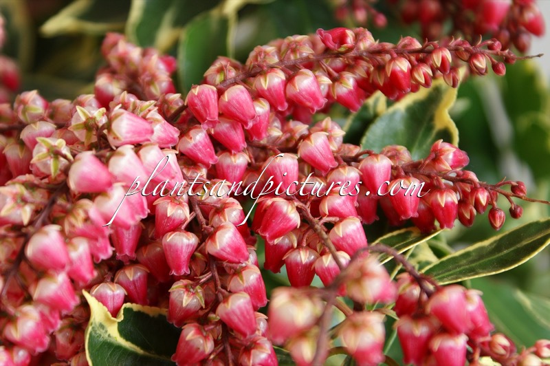 Pieris japonica ‘Ralto’