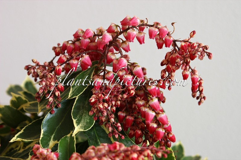 Pieris japonica ‘Ralto’