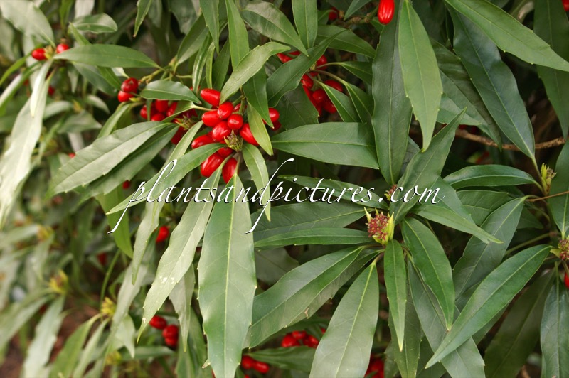 Aucuba japonica ‘Longifolia’