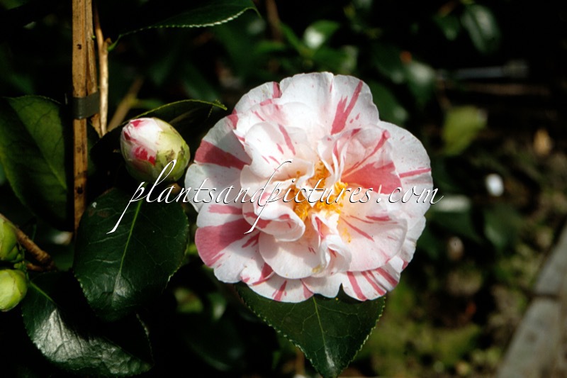 Camellia japonica ‘Chameleon’