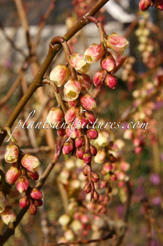 Stachyurus praecox ‘Rubriflorus’