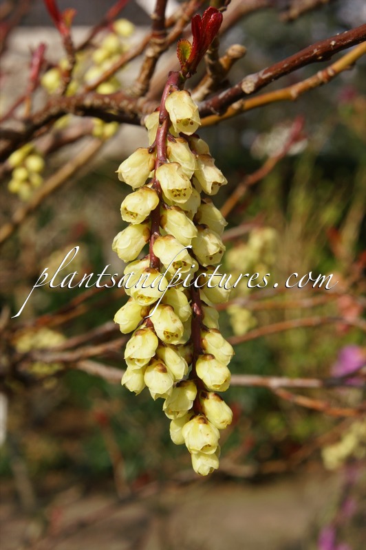 Stachyurus praecox var. leucotrichus