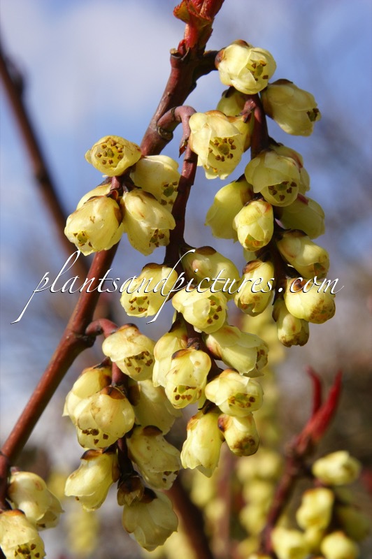 Stachyurus praecox var. leucotrichus