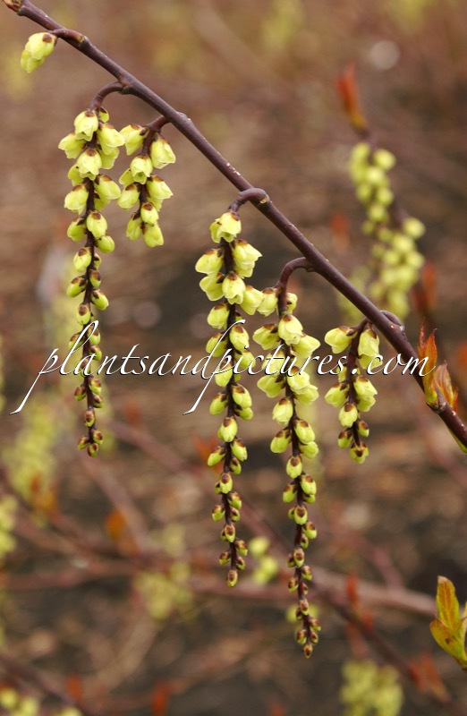 Stachyurus chinensis ‘Celina’