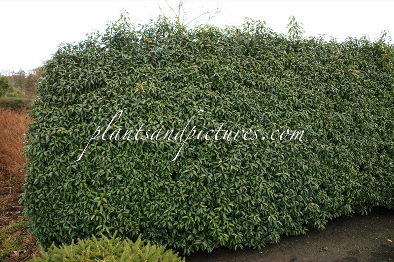 Prunus lusitanica ‘Angustifolia’