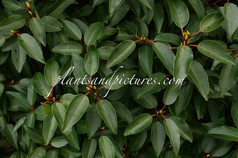 Prunus lusitanica ‘Angustifolia’