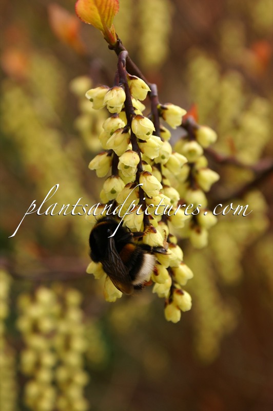 Stachyurus chinensis ‘Joy Forever’