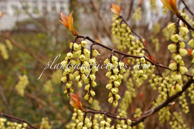 Stachyurus chinensis ‘Joy Forever’
