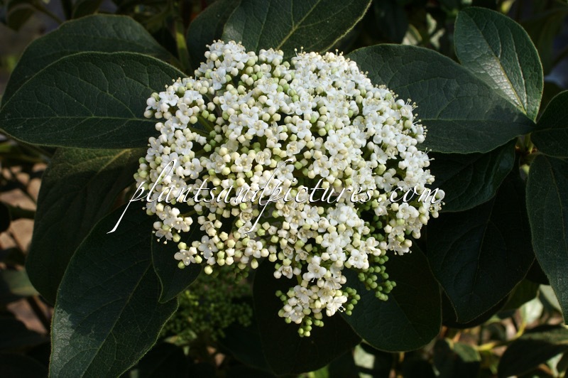 Viburnum rigidum