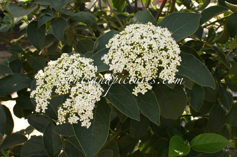 Viburnum rigidum