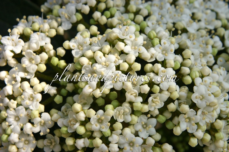 Viburnum rigidum