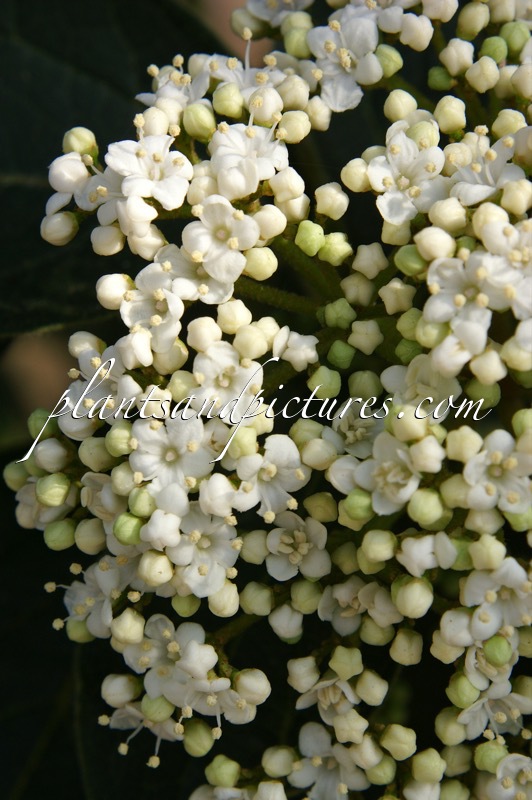 Viburnum rigidum