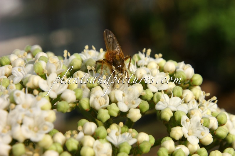 Viburnum rigidum