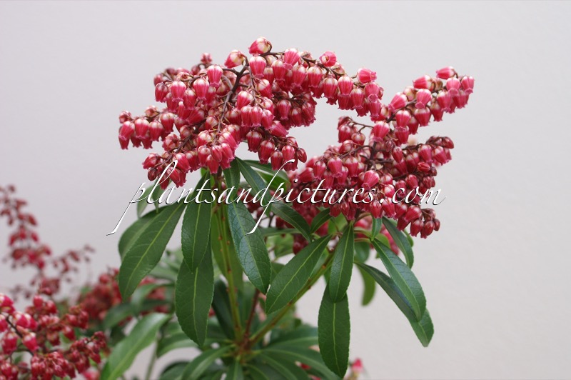 Pieris japonica ‘Passion’