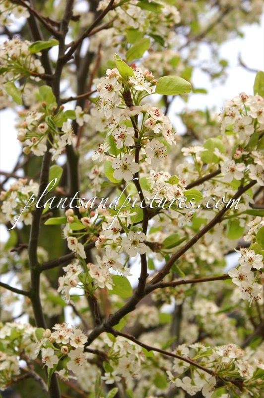 Pyrus calleryana ‘Chanticleer’