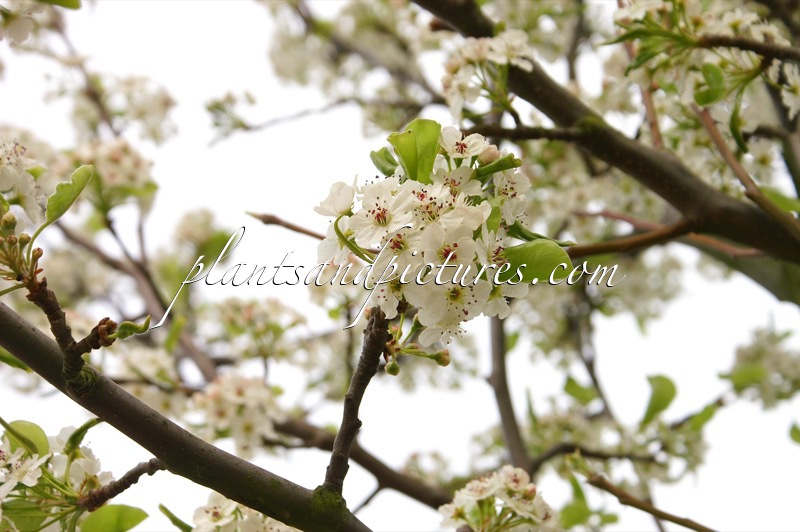 Pyrus calleryana ‘Chanticleer’