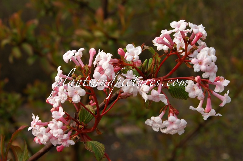 Viburnum farreri ‘Farrer’s Pink’