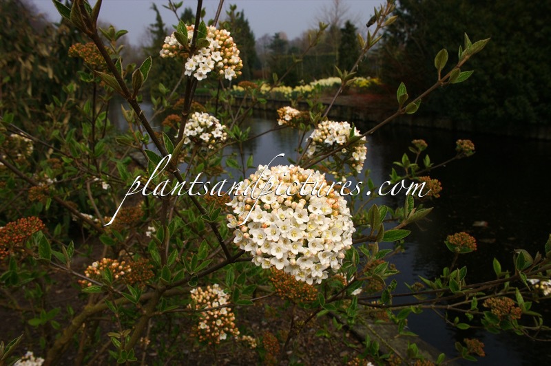 Viburnum burkwoodii ‘Burkwood’