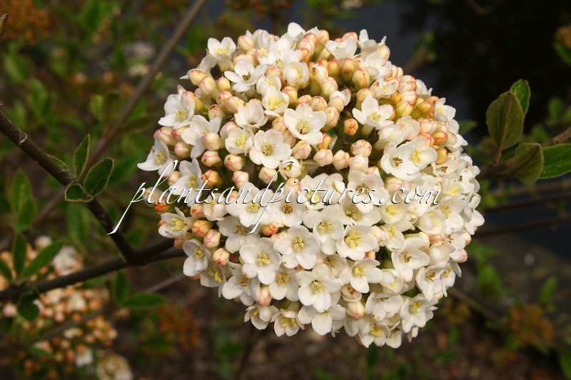 Viburnum burkwoodii ‘Burkwood’