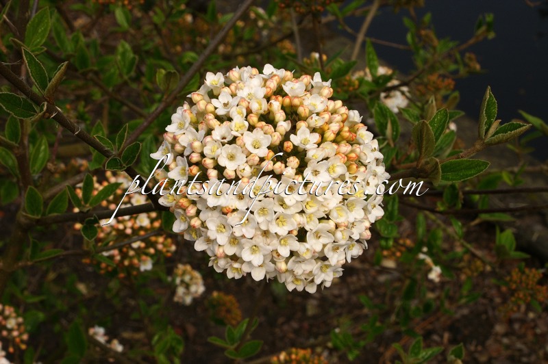 Viburnum burkwoodii ‘Burkwood’
