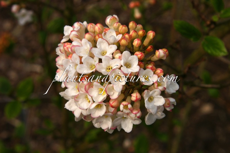 Viburnum burkwoodii ‘Anne Russell’