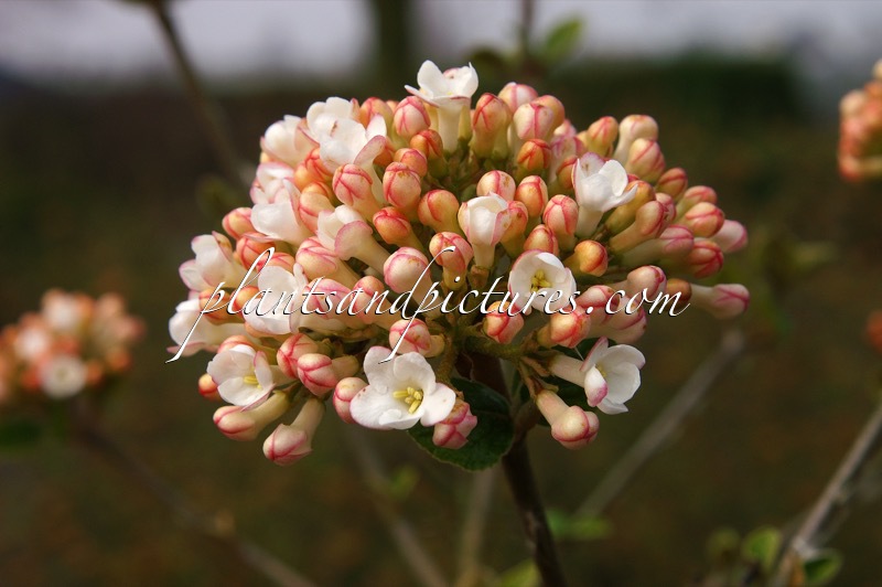 Viburnum burkwoodii ‘Anne Russell’