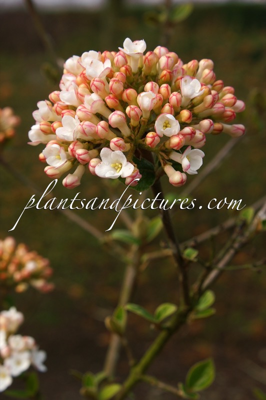 Viburnum burkwoodii ‘Anne Russell’