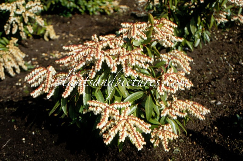 Pieris ‘Brouwer’s Beauty’