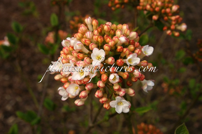 Viburnum burkwoodii ‘Anne Russell’