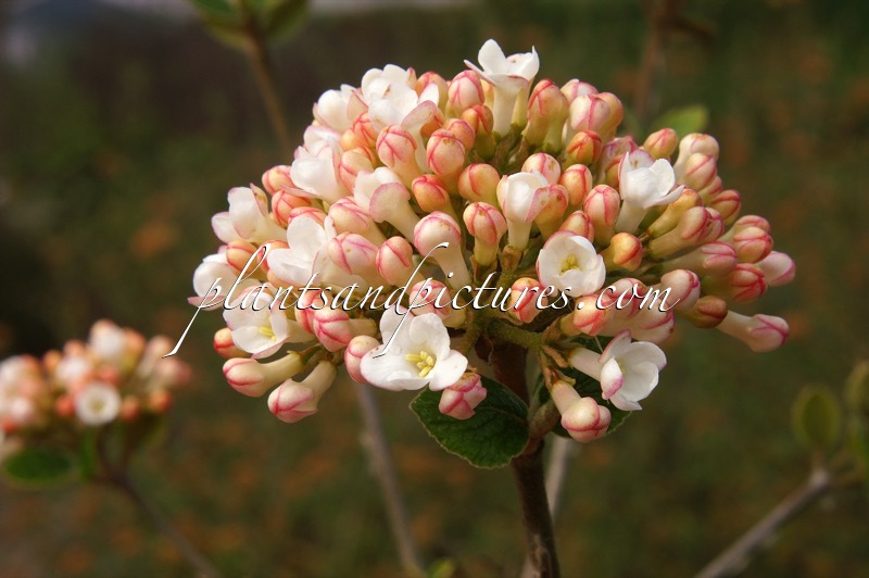 Viburnum burkwoodii ‘Anne Russell’