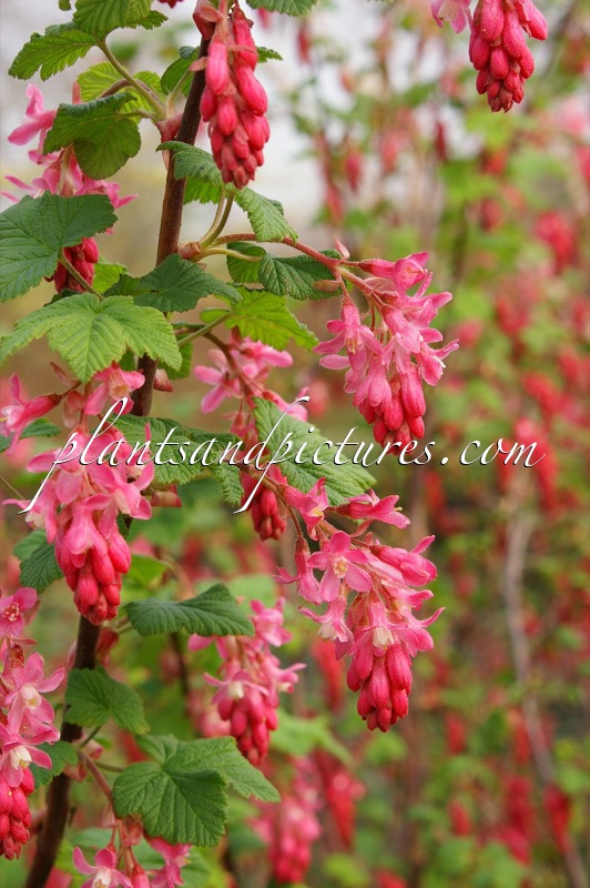 Ribes sanguineum ‘Atrorubens Select’