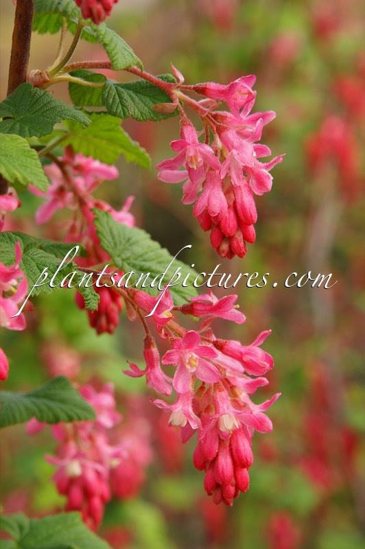 Ribes sanguineum ‘Atrorubens Select’