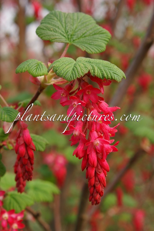 Ribes sanguineum ‘Pulborough Scarlet’