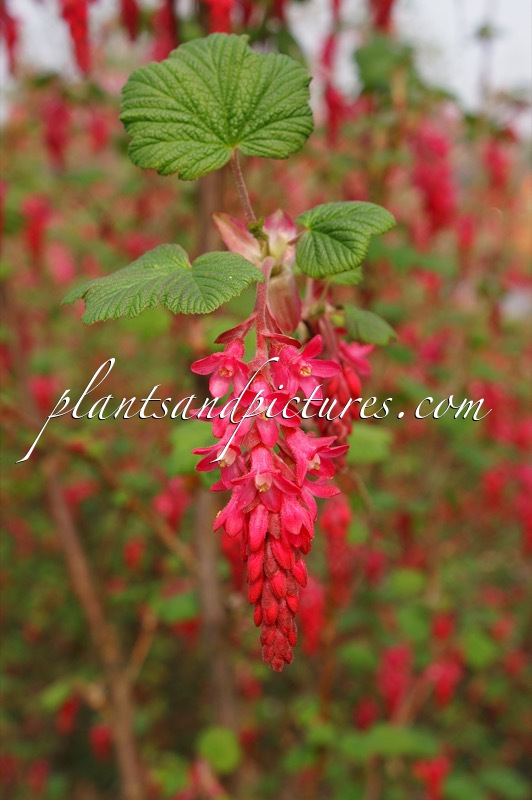 Ribes sanguineum ‘Pulborough Scarlet’