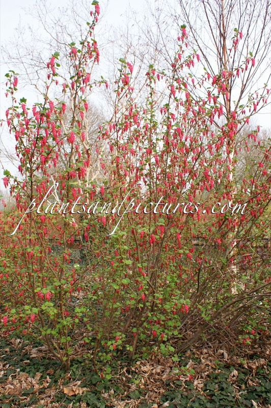 Ribes sanguineum ‘Pulborough Scarlet’