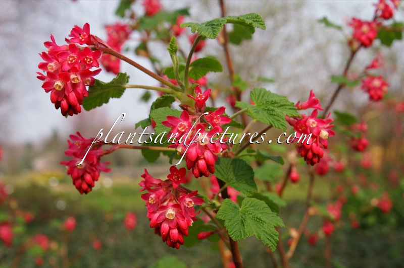 Ribes sanguineum ‘Pink Rain’