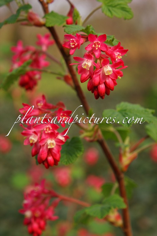 Ribes sanguineum ‘Pink Rain’