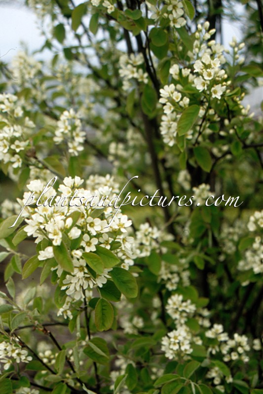 Amelanchier alnifolia var. semi-integrifolia