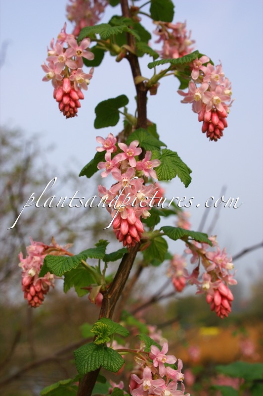 Ribes sanguineum ‘Albidum’