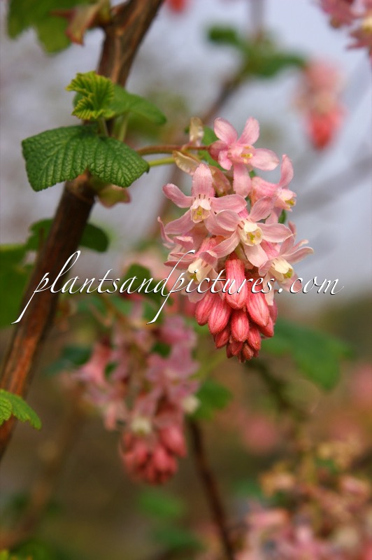 Ribes sanguineum ‘Albidum’