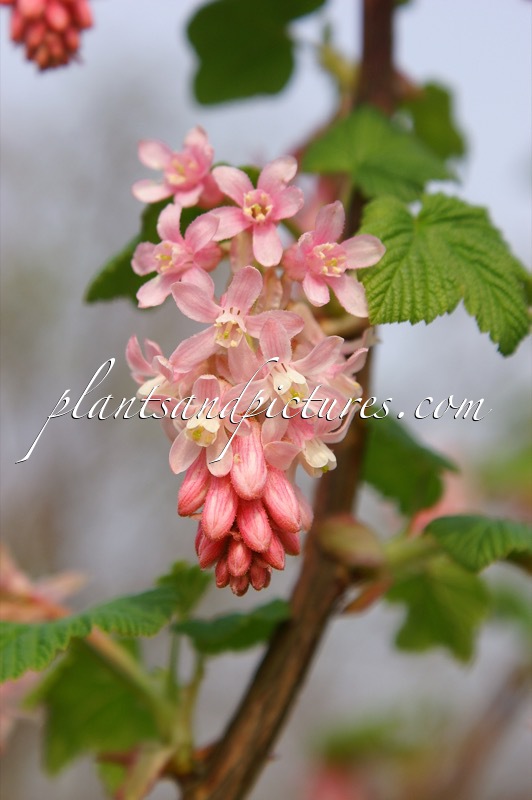 Ribes sanguineum ‘Albidum’