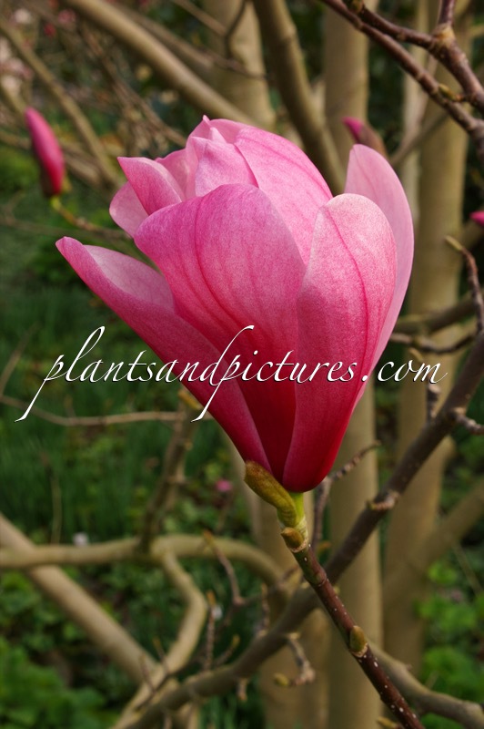 Magnolia ‘Galaxy’